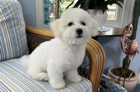 The 5 Best Fluffiest Bichon Frise Haircuts You Must Try - Bouncy Bichon Puppies