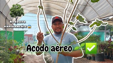 Como hacer un acodo aéreo FÁCIL Y RÁPIDO YouTube