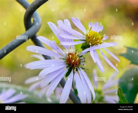 Opening In Fence Hi Res Stock Photography And Images Alamy