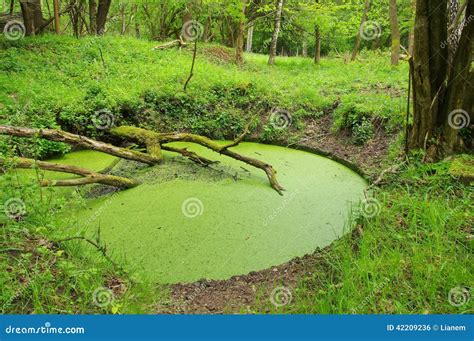pond stock photo image  plants small morass trunk