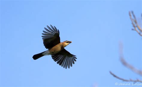 Dsc Gargla Dnst N Rhi Eurasian Jay Garrulus Glandar Flickr