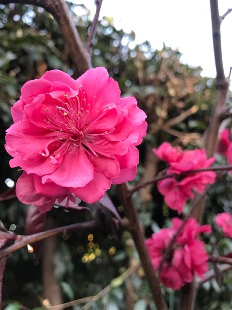 Prunus Persica Crimson Cascade Weeping Peach Hello Hello Plants