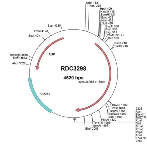 R D Systems Cyno Monkey Lilrb Cd C Xp Versaclone Cdna