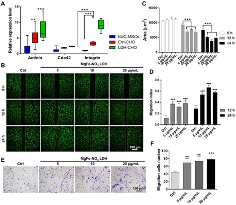 The cell adhesion and migration ability of optimizing LDH in regulating ... 