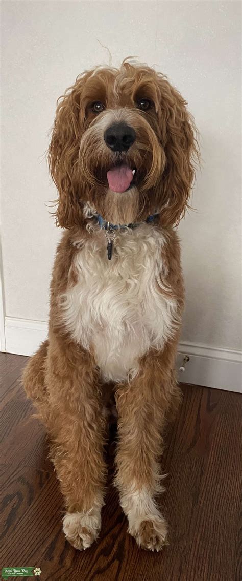 Goldendoodle Male - Stud Dog in Staten Island , the United States