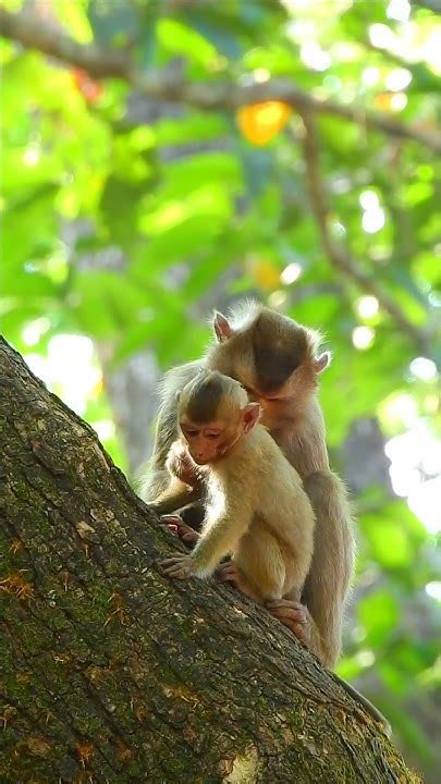 Lovely Baby Monkey So Cute Monkey Animals Monkeys Wildlife Nature