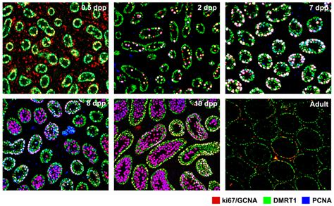 Dmrt Expression In Mitotically Active Germ Cells Of The Postnatal