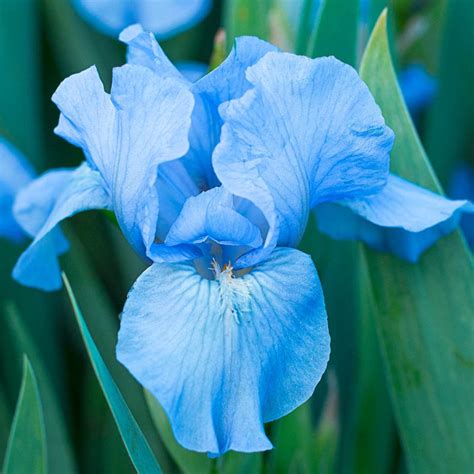 Shop Forever Blue Dwarf Reblooming Bearded Iris | Breck's