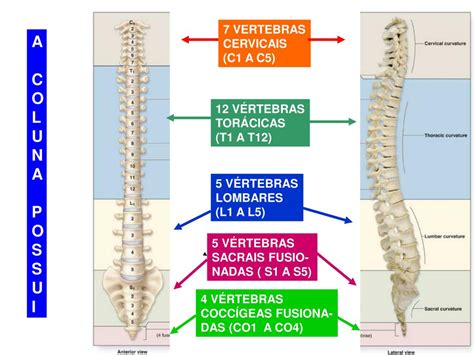 A Coluna Vertebral é Formada Por Quantas Vertebras