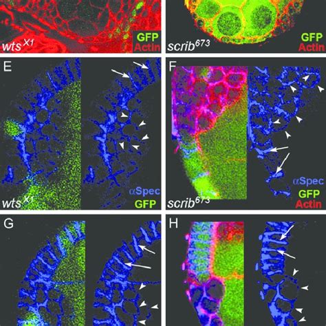 Elevated DIAP1 Levels In Fas2 Dlg Lgl Scrib Wts And Roe Cells