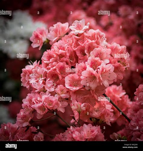 New York City Central Park Spring Flowers Stock Photo - Alamy