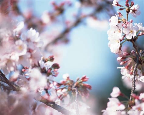 Japanese Cherry Blossom Wallpaper - WallpaperSafari