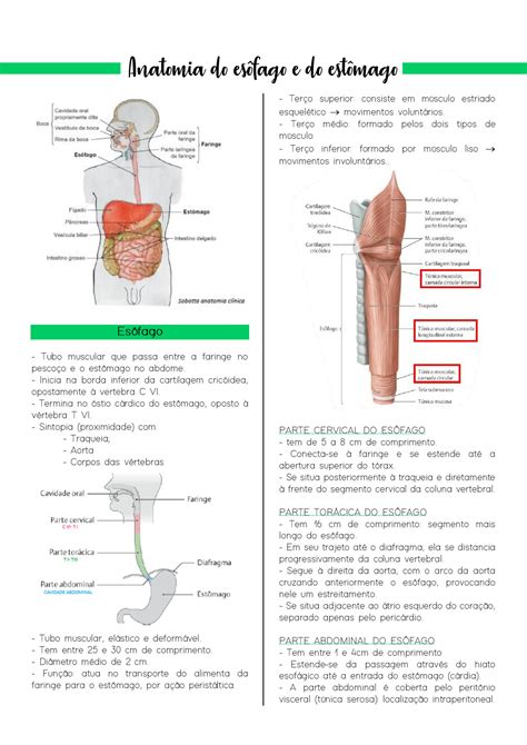 SOLUTION Anatomia Do Es Fago E Do Est Mago Studypool