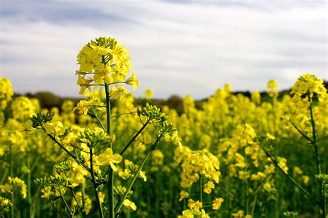 Rapeseed Flower Flickr Photo Sharing