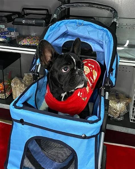 Coche Para Perros De Venta En Ecuador Con Env O A Quito Gye