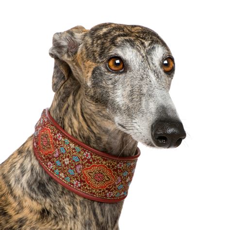 Martingale Collars: A Comprehensive Guide to Understanding