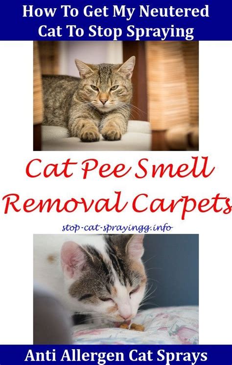 Home Remedies For Cat Constipation - PetsWall