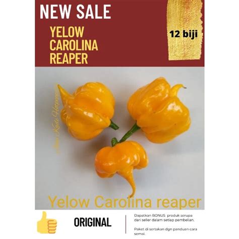 Jual Bibit Benih Biji Cabe Carolina Reaper Yelow Yelow Carolina Reaper