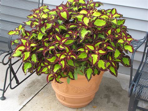 24 Coleus Container Gardening Ideas To Consider Sharonsable