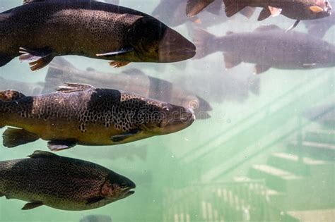 Trout At The D C Booth Historic National Fish Hatchery In Spearfish