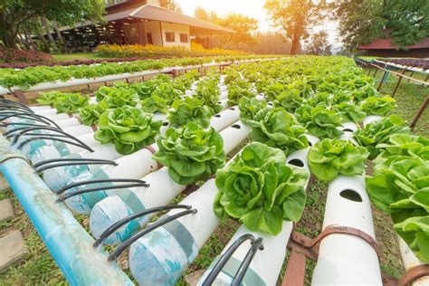 Las 5w Del Cultivo Hidropónico Qué Cómo Cuándo Quién Dónde Y Por