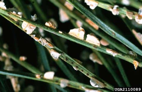 Tree Diseases: Pine Needle Rust - Iron Tree - Tree Knowledge Base