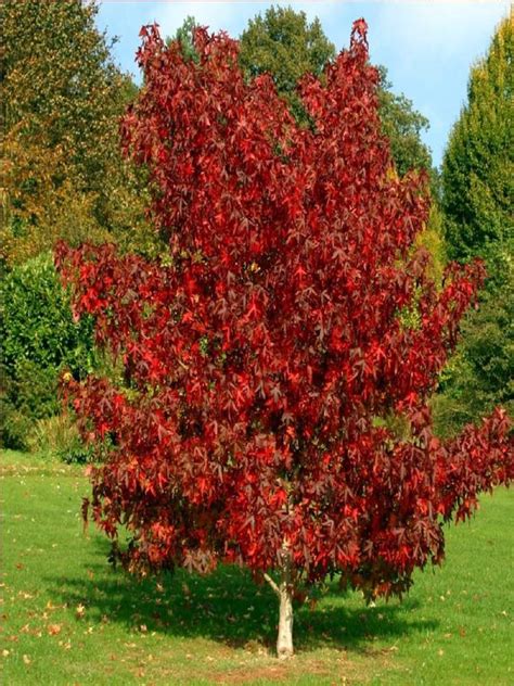 Oderings Deciduous Tree Liquidambar Worpesldong