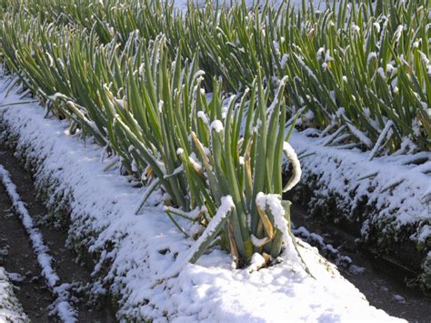 Qu Se Puede Sembrar En Invierno Aprovecha La Temporada Para Cultivar