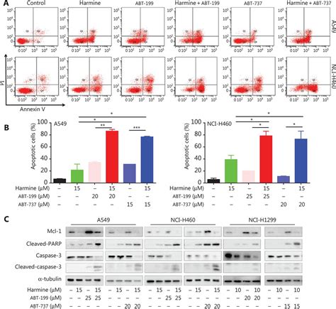 Dyrk1a Suppression Restrains Mcl 1 Expression And Sensitizes Nsclc