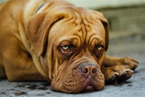 pictures  big dogs gentle giants youll    home