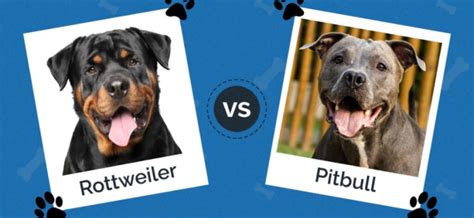 Pit Bull Vs Rottweiler Comparison Of Two Popular Breeds