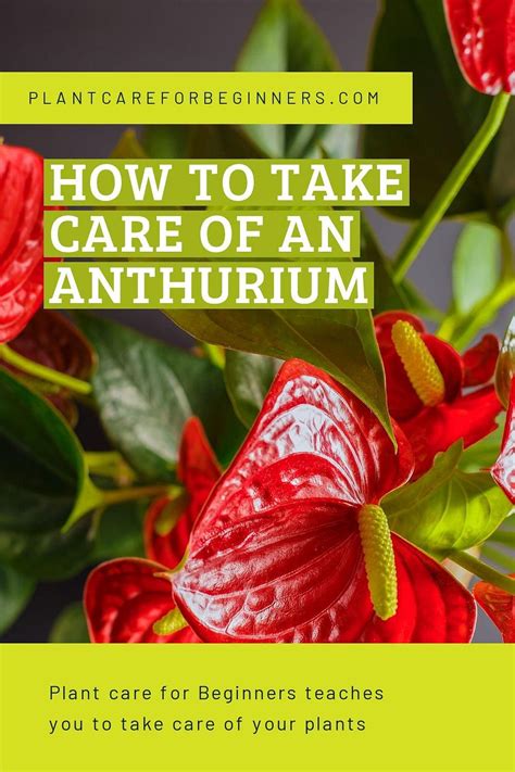 How To Take Care Of An Anthurium Artofit