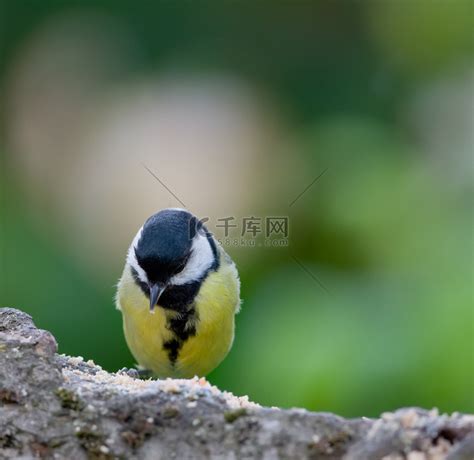 大山雀（parus Major）是山雀科山雀属的鸟类。高清摄影大图 千库网