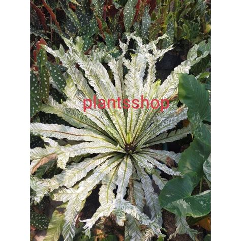 Jual Kadaka Variegata Asplenium Nidus Variegata Shopee Indonesia