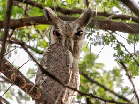 Northern White Faced Owl Ebird