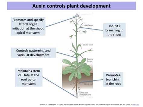 Ppt Auxin Powerpoint Presentation Free Download Id2381996