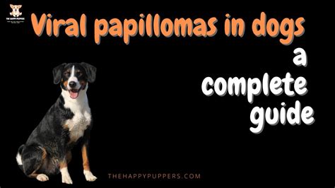 Viral papilloma in dogs: a complete guide - The Happy Puppers