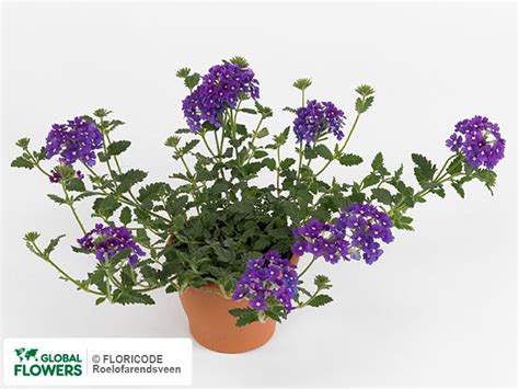 Photo Verbena Lascar Purple With Eye Global Flowers