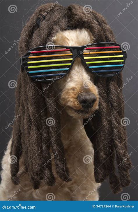 80 S Poodle With Dreads Stock Photo Image Of Colored 34724264