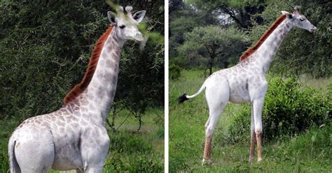 Rare White Giraffe Spotted In Tanzania | Bored Panda