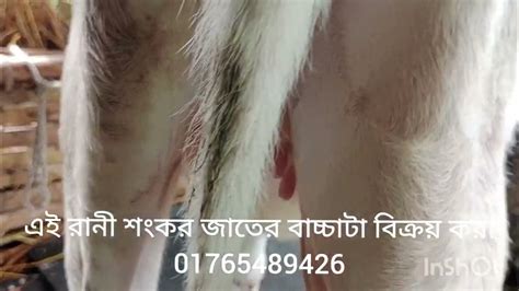 abdul rohim dairy farm youtube