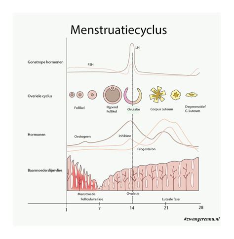 Menstruatiecyclus Zwanger En Nu