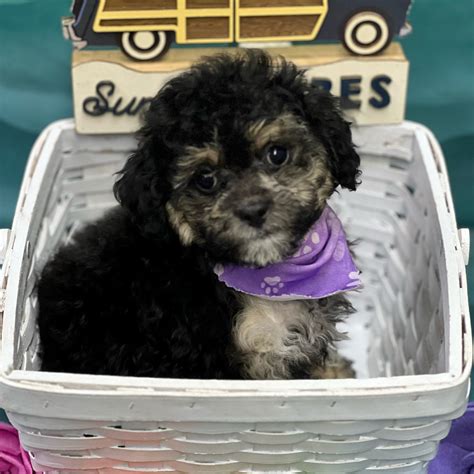 pet store pensacola 6