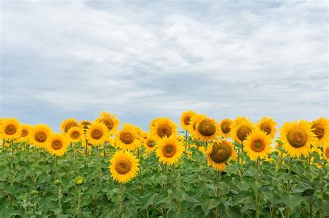 Premium Photo | Sunflower field landscape