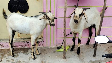 Ghar Ke Pale Hue Desi Bakre In Vattepally Near Metro Swimming Pool