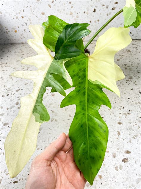 Philodendron Golden Dragon Variegated 3 Leaves 1 Shoot Top Cutting