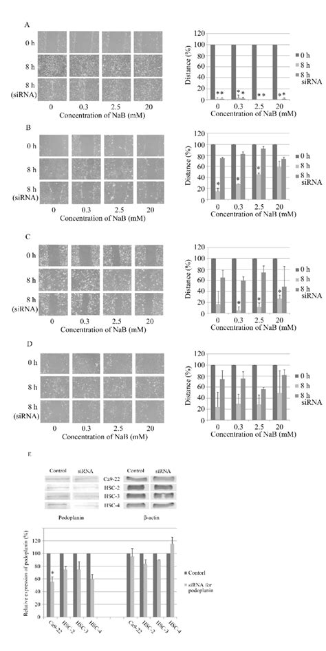 Effect Of Nab And Sirna For Podoplanin On Cell Migration And Podoplanin