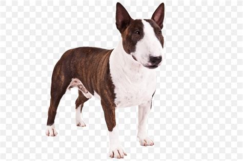 Easy Redefined Appeal of the Miniature Staffordshire Bull Terrier Real Life - DIDX WebRTC Gateway