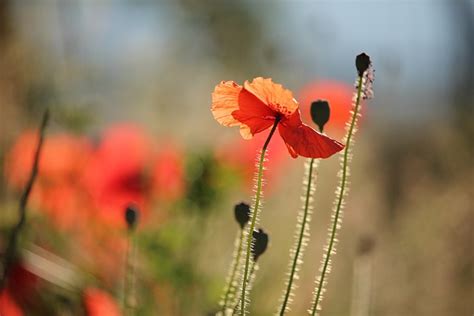 Coquelicots Fleurs Les Plantes Photo Gratuite Sur Pixabay Pixabay