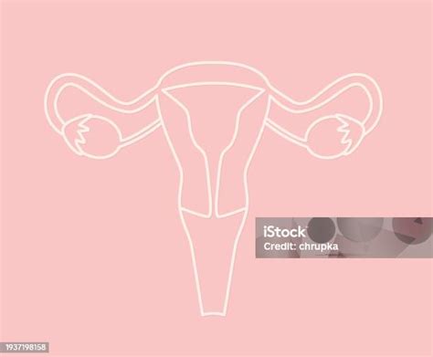 Female Reproductive System Icon Uterus Ovaries Fallopian Tubes Cervix